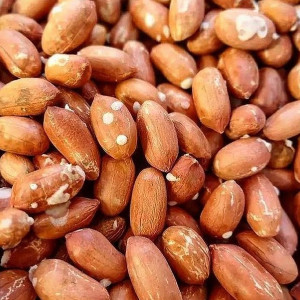 مغان هوم