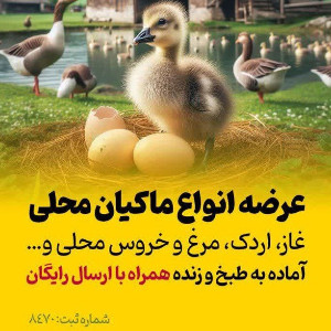 ماکیانه