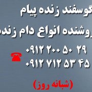 گوسفند زنده پیام